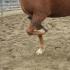 Rope Breaking Your Field Trial Horse